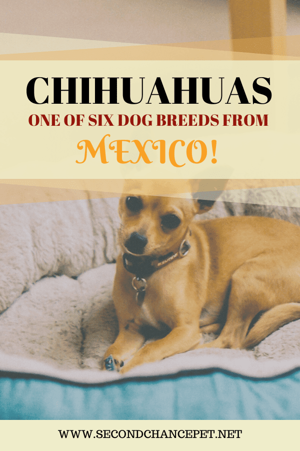Dog Breeds in Mexico: Discover Unique Canine Companions