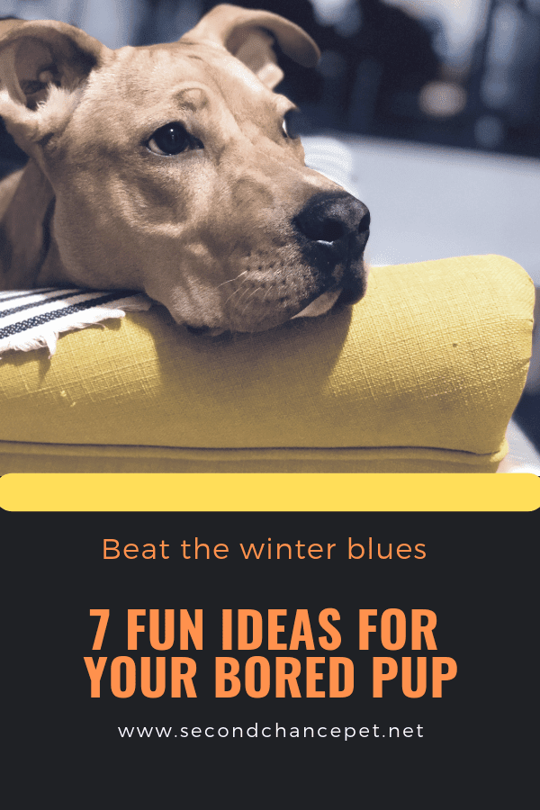 9 Winter Boredom Busters For A Happy Dog - My GBGV Life