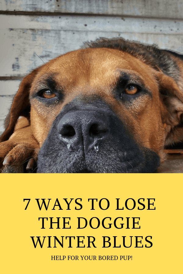 Bored Dog? 7 Ways to Break the Boredom Blues – iFetch