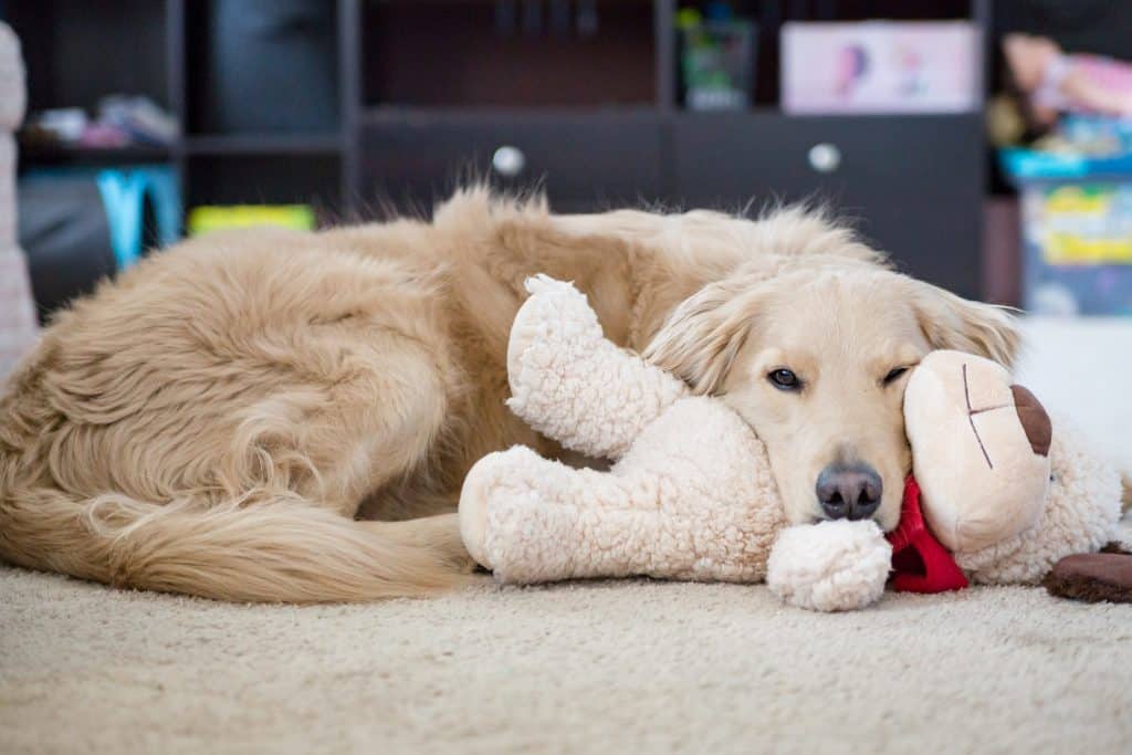 Winter boredom busters for dogs