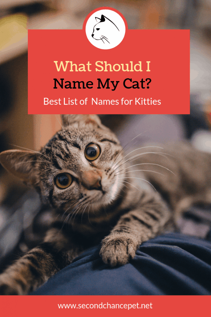 the best cat names ever