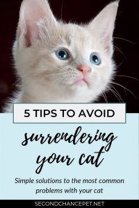 HOW TO KEEP FROM SURRENDERING YOUR CAT