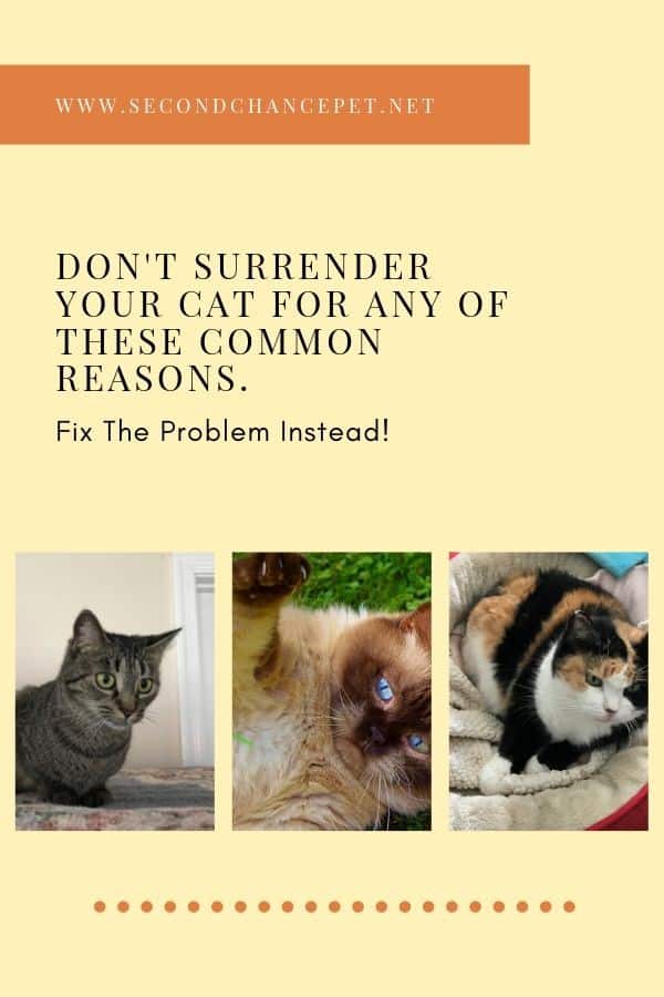 HOW TO KEEP FROM SURRENDERING YOUR CAT