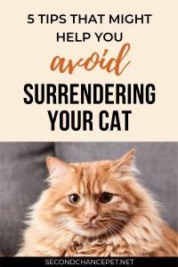 HOW TO KEEP FROM SURRENDERING YOUR CAT