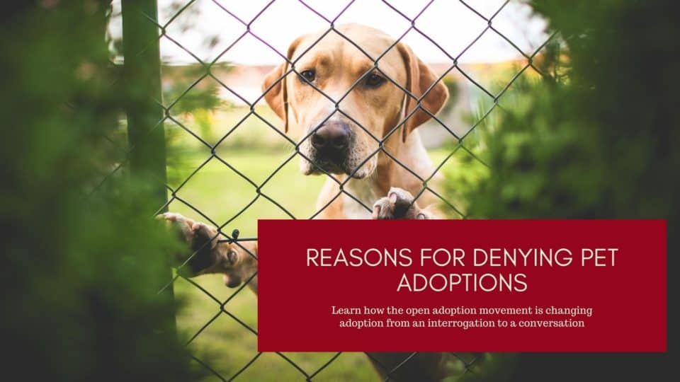 Reasons for Denying Pet Adoptions - The Open Adoption Movement