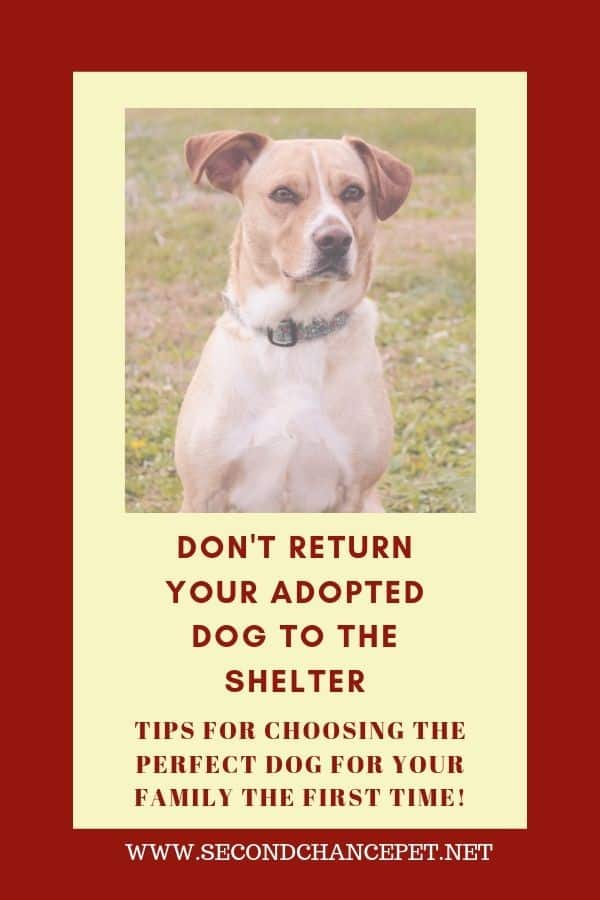 Returning a sales foster dog