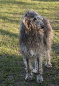 are scottish deerhound the most intelligent dogs