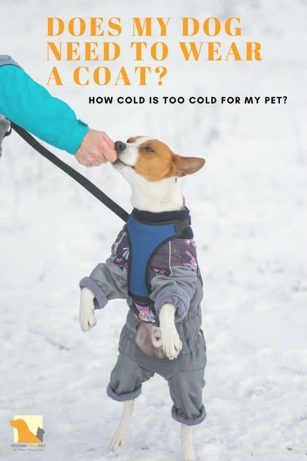 does a dog need a coat