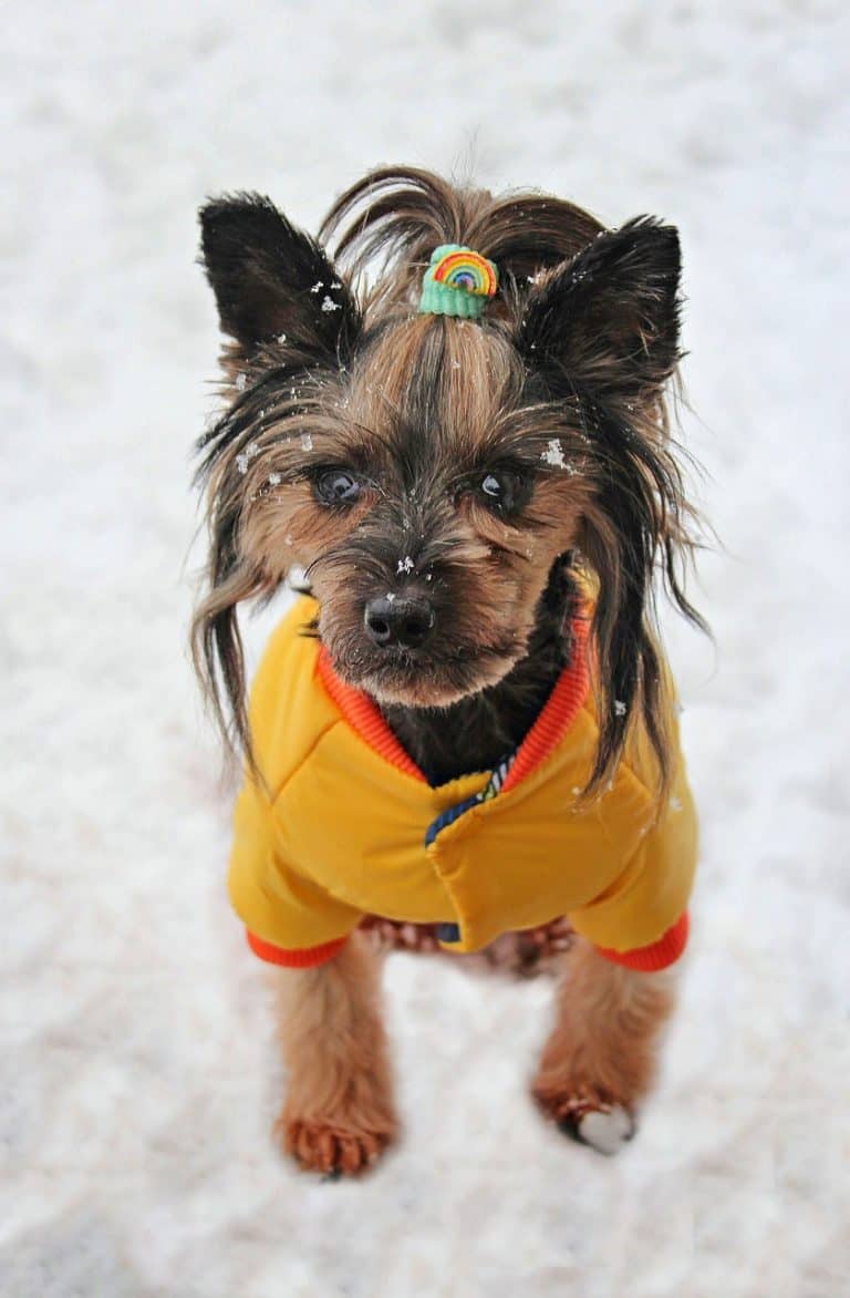 Do Dogs Need to Wear Coats? How To Protect Your Pet from the Cold.