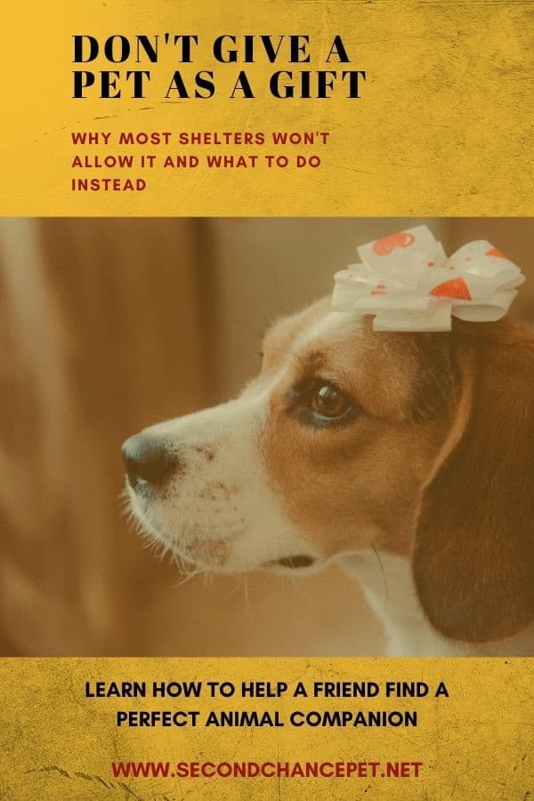 Ads Explain Why Animals Shouldn't Be Given as Gifts