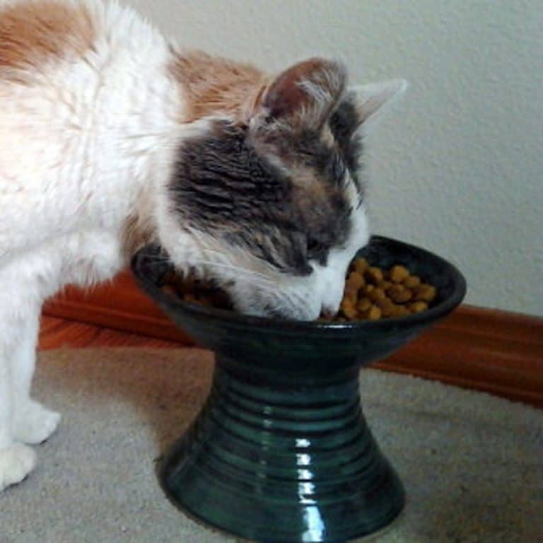 12 Best Pet Food Bowls That Are Practical and Beautiful