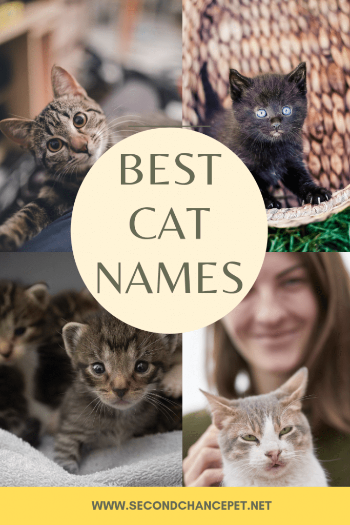 best-cat-names-what-should-i-name-my-cat